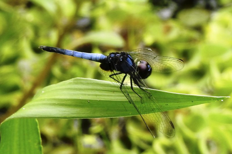 Cambodia Bird Guide Association