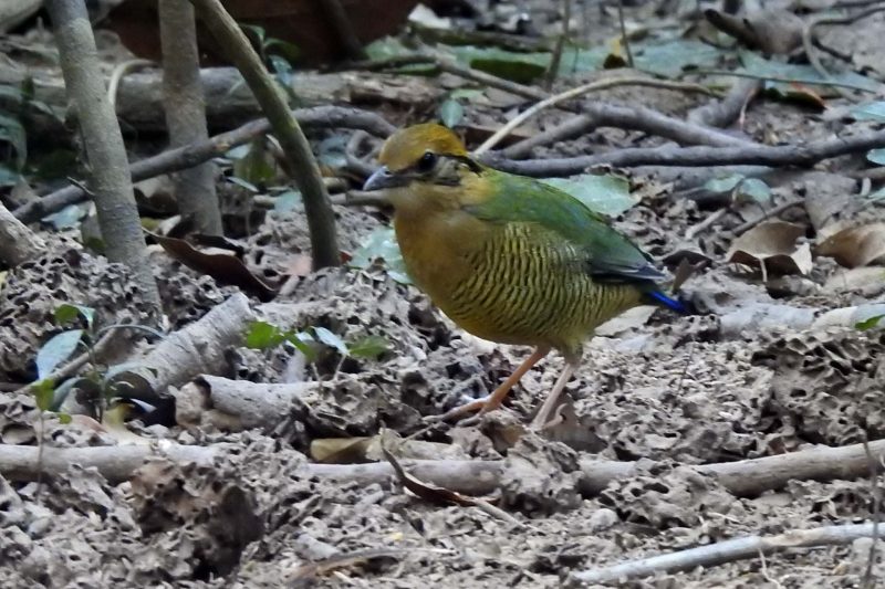 Cambodia Bird Guide Association