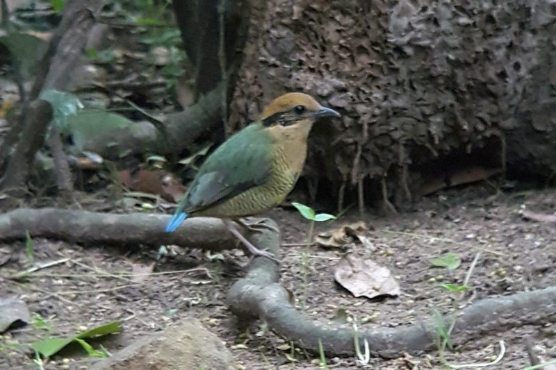 Bar-bellied Pitta at Changkran Roy