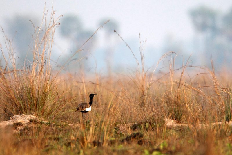 Cambodia Bird Guide Association