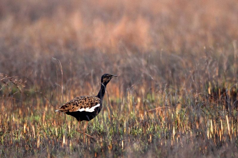 Bengal Florican at Florican Grassland