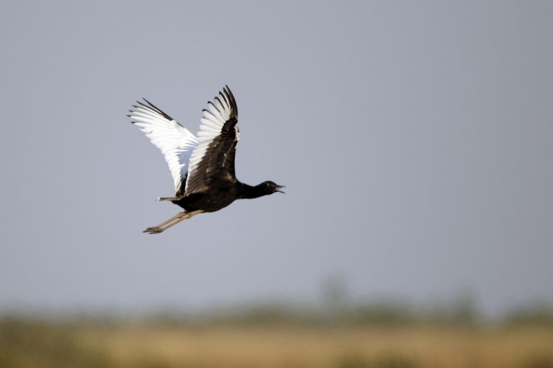 Cambodia Bird Guide Association