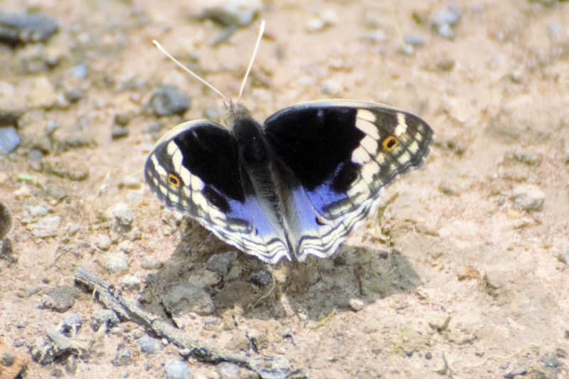 Cambodia Bird Guide Association