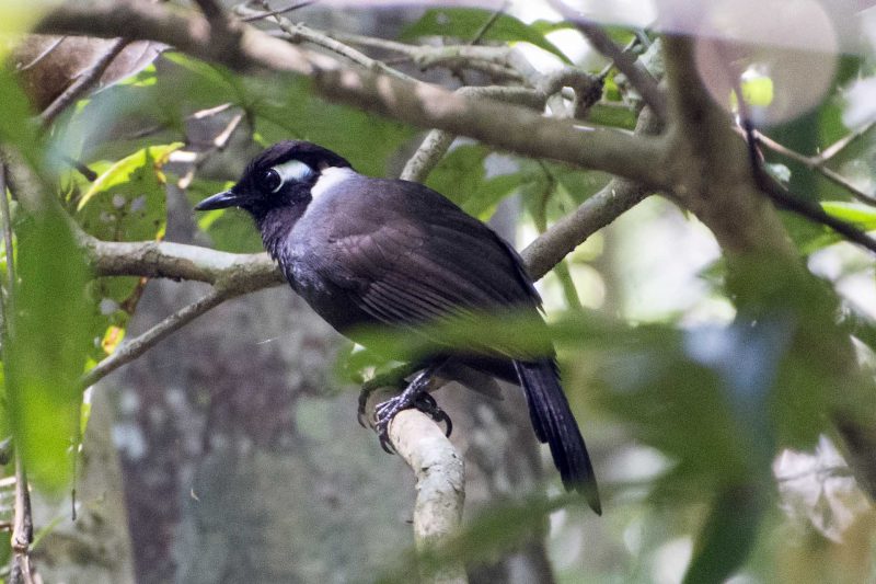 Cambodian Laughingthrush at Aural