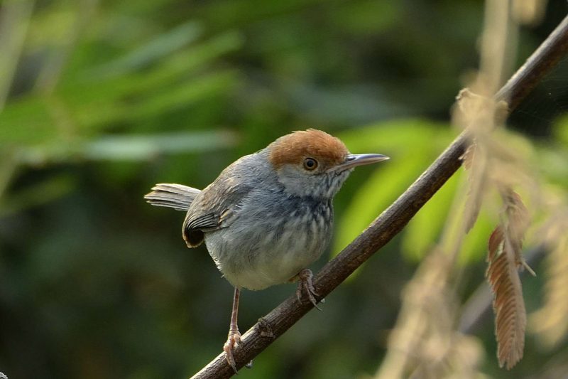 Cambodia Bird Guide Association