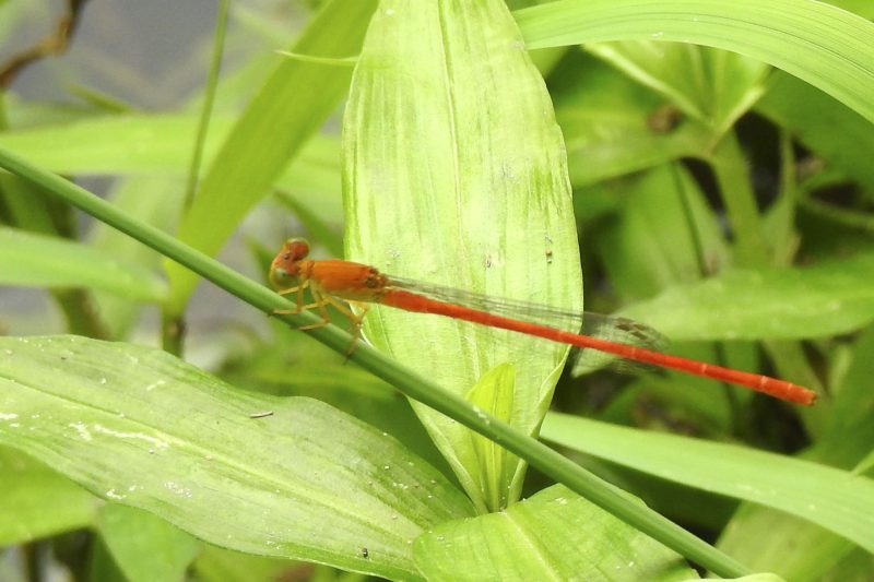 Cambodia Bird Guide Association