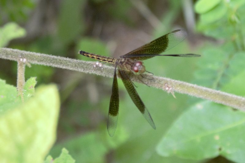 Cambodia Bird Guide Association
