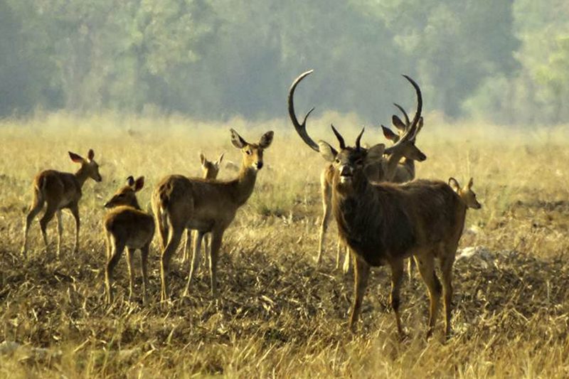 Cambodia Bird Guide Association