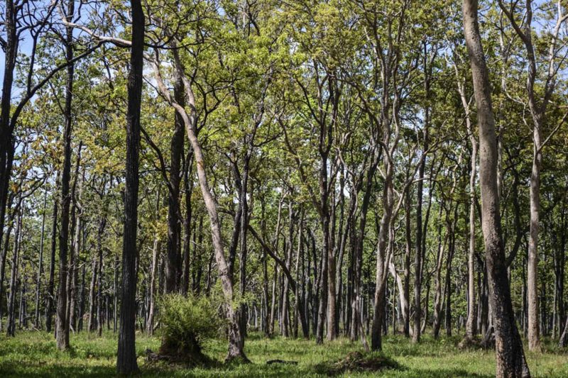 Cambodia Bird Guide Association