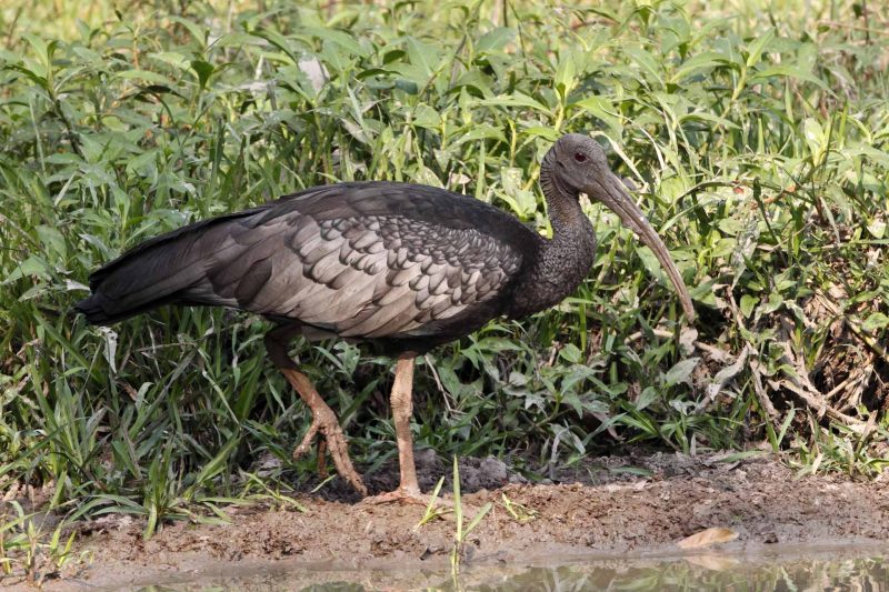 Giant Ibis at trapeang Tmatboey