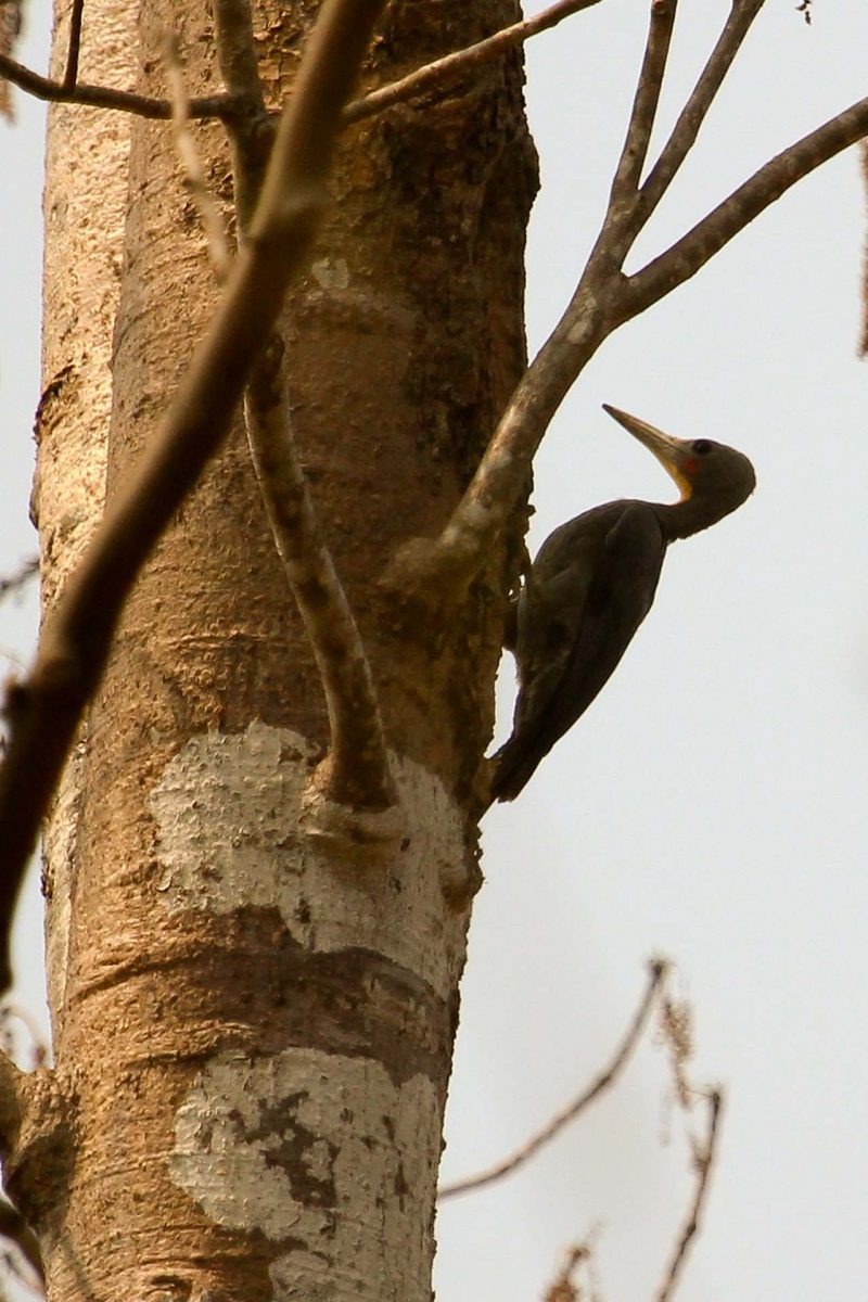 Cambodia Bird Guide Association