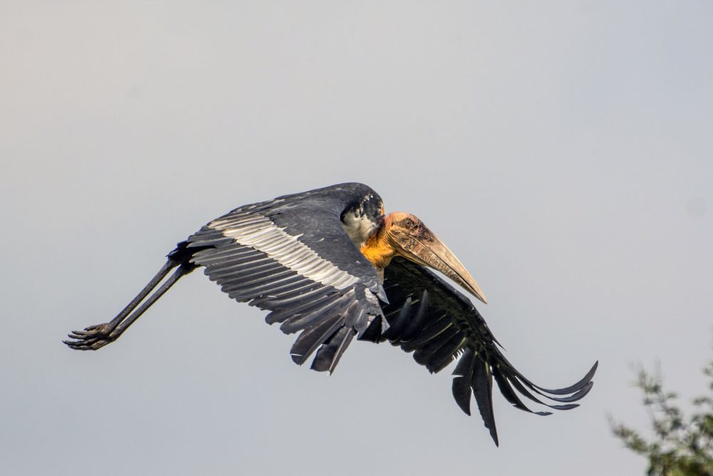 Cambodia Bird Guide Association