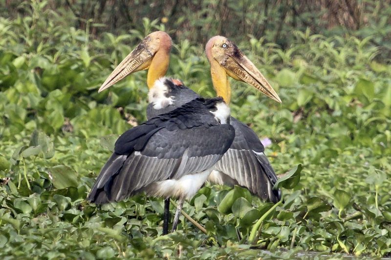 Greater Adjutant at prek toal