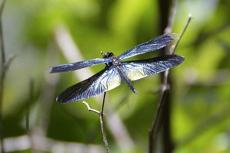 Dragonfly tours in Cambodia