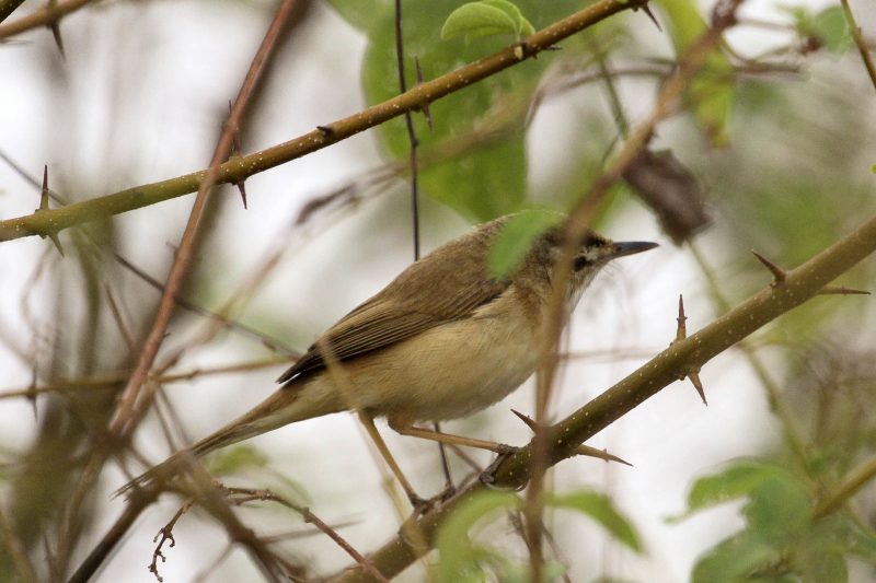 Cambodia Bird Guide Association