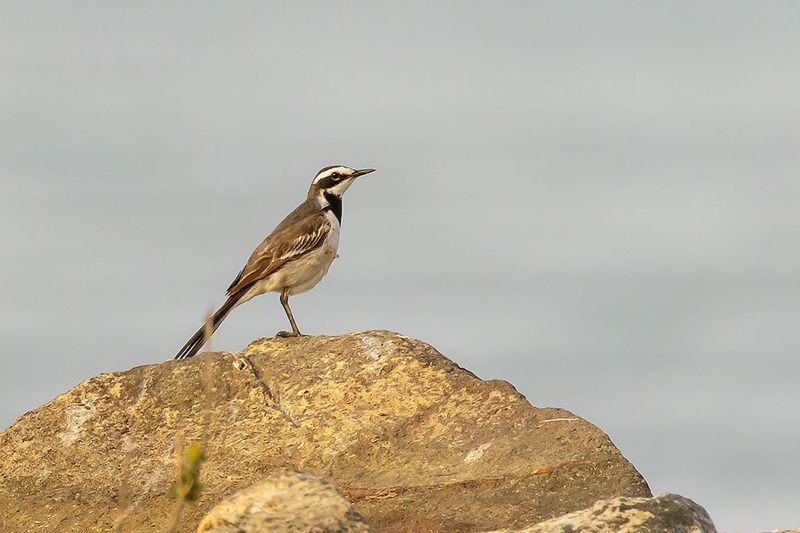 Cambodia Bird Guide Association