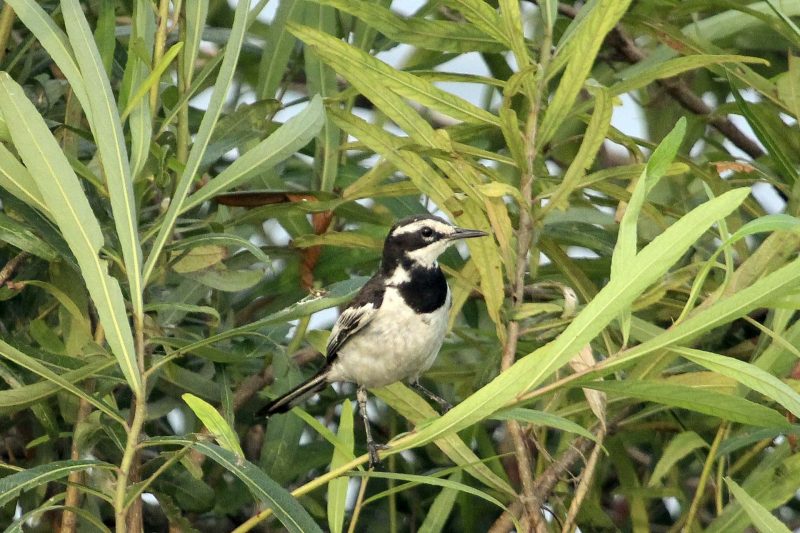 Cambodia Bird Guide Association