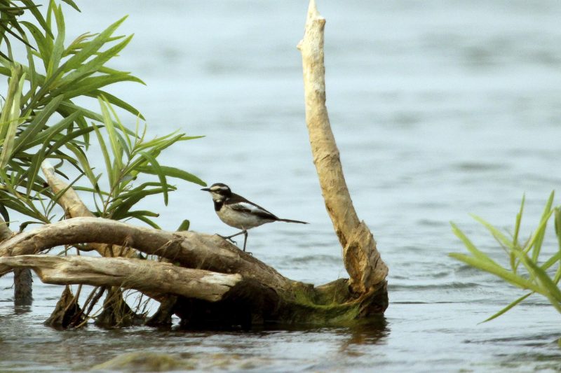 Cambodia Bird Guide Association
