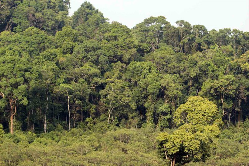 Cambodia Bird Guide Association