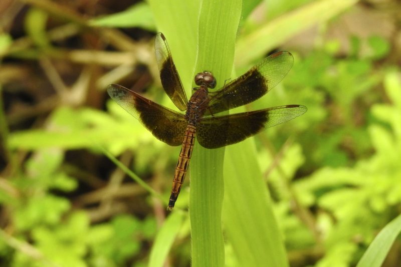 Cambodia Bird Guide Association