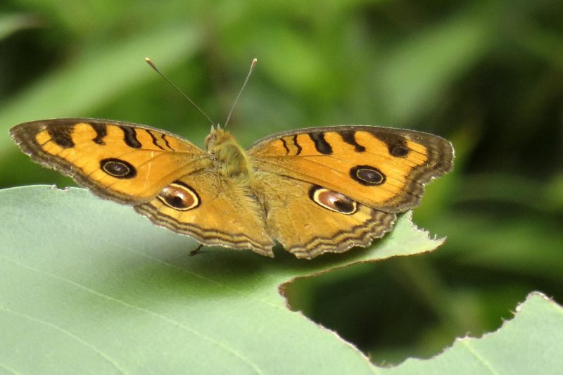 Cambodia Bird Guide Association