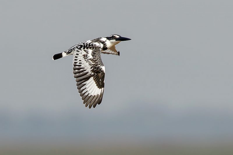 Pied Kingfisher at phnom krom marshland
