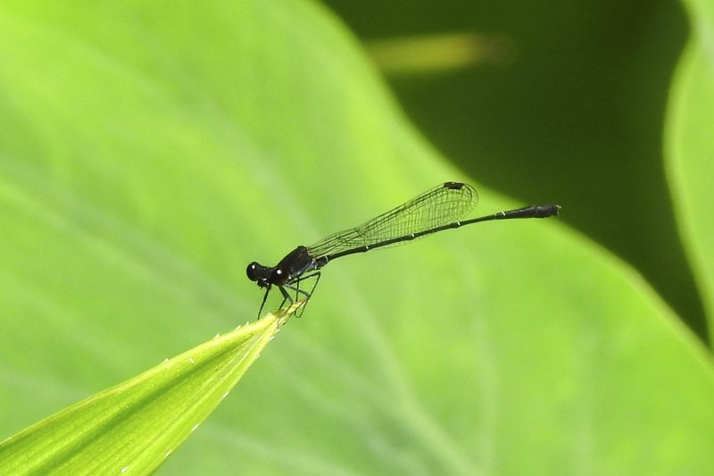 Cambodia Bird Guide Association