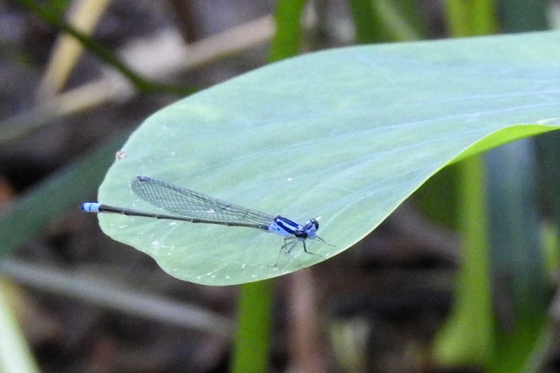 Cambodia Bird Guide Association