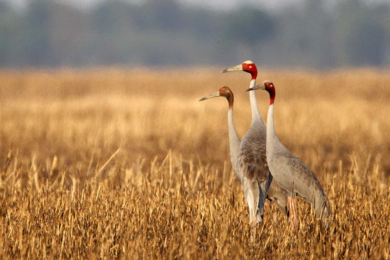 birding for Sarus Crane at Ang Trapeang Thmor