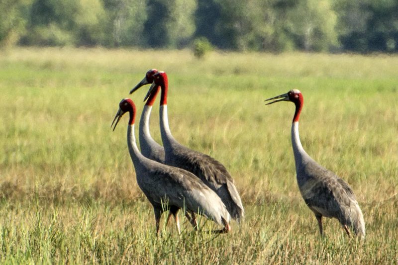 Cambodia Bird Guide Association