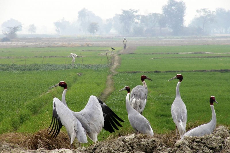 Sarus Cranes at ang trapeang thmor