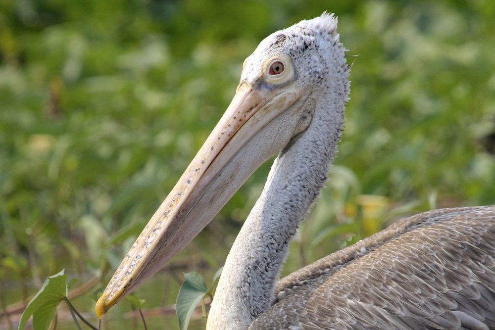 Cambodia Bird Guide Association