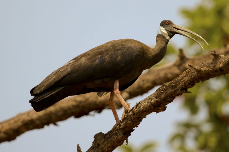 White-shouldered Ibis