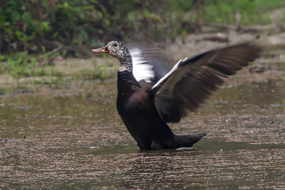 Cambodia Bird Guide Association