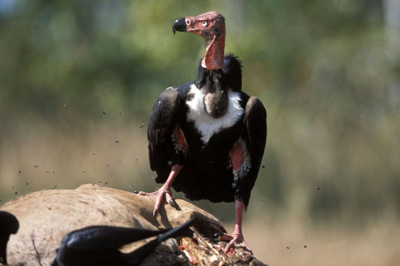 Red-headed Vulture