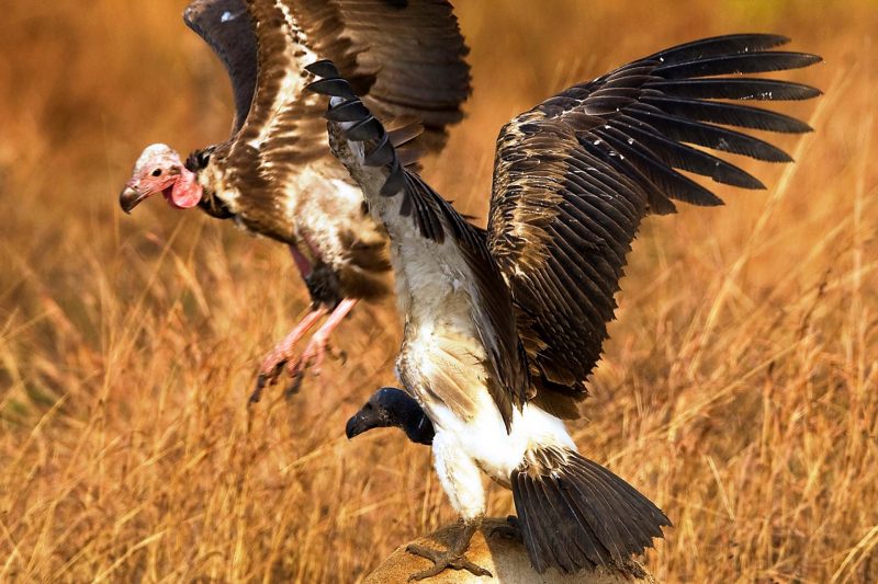 Cambodia Bird Guide Association