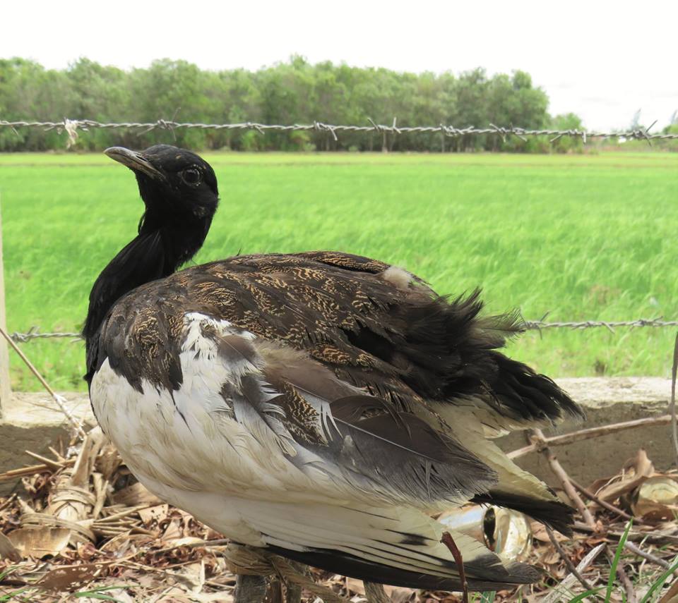 Bengal Florican (male)