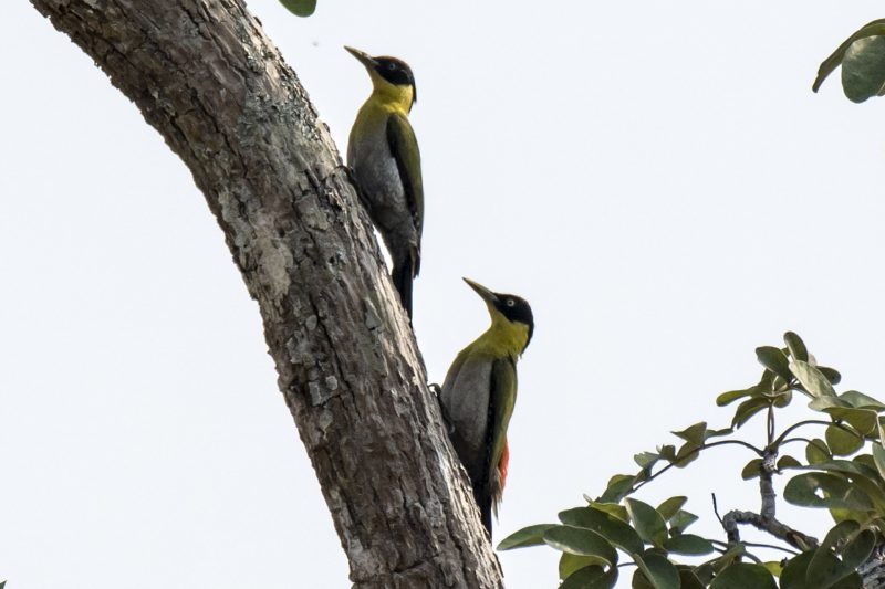 Cambodia Bird Guide Association