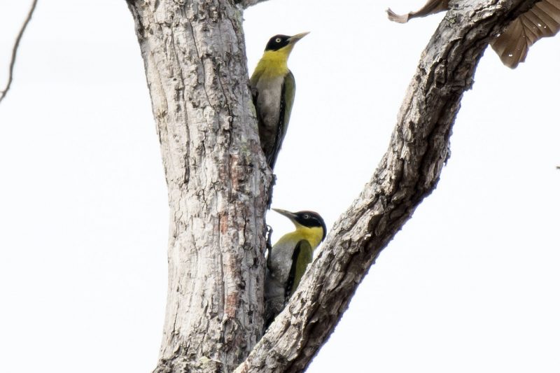 Cambodia Bird Guide Association