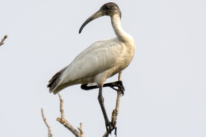 Cambodia Bird Guide Association