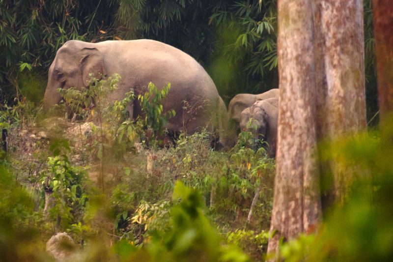 Cambodia Bird Guide Association