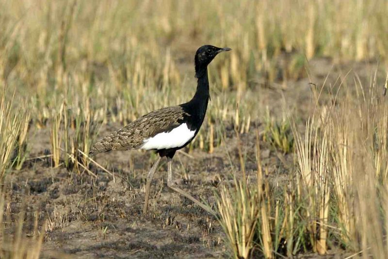 Cambodia Bird Guide Association
