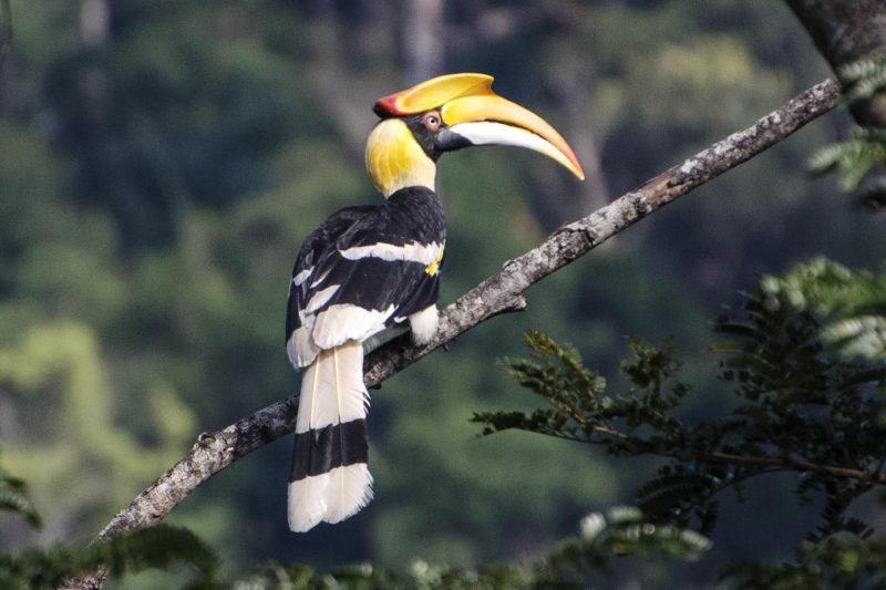 Cambodia Bird Guide Association