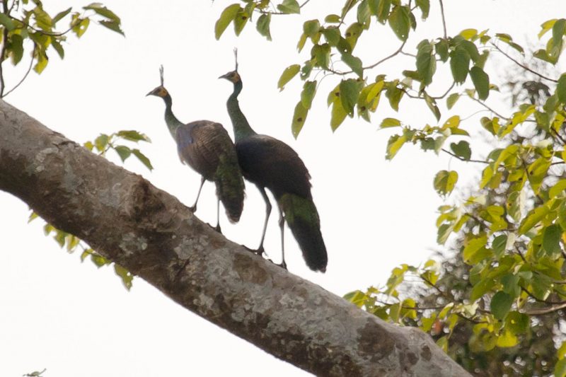Green Peafowl at Keo Seima Wildlife Sanctuary