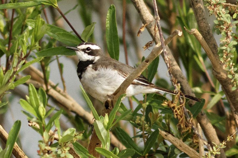 Cambodia Bird Guide Association