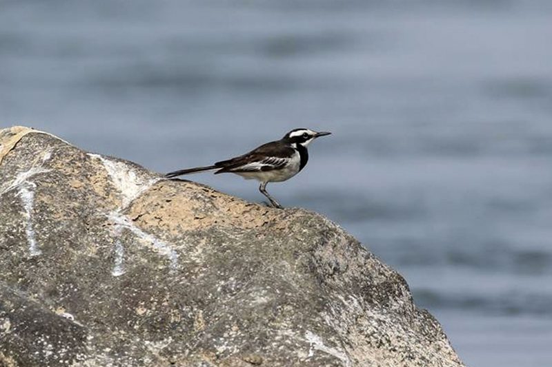 Mekong Wagtail at Kratie
