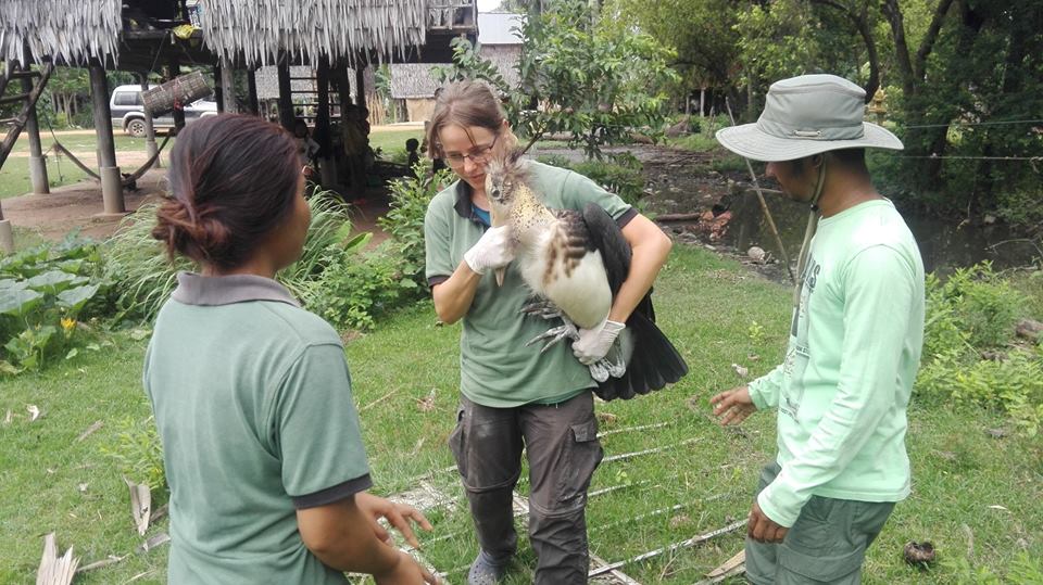 Release bird to the wild