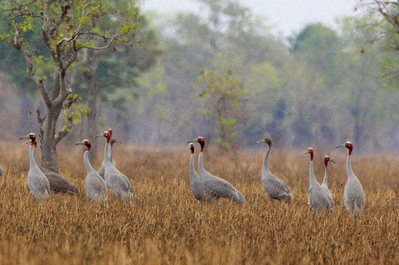 Cambodia Bird Guide Association