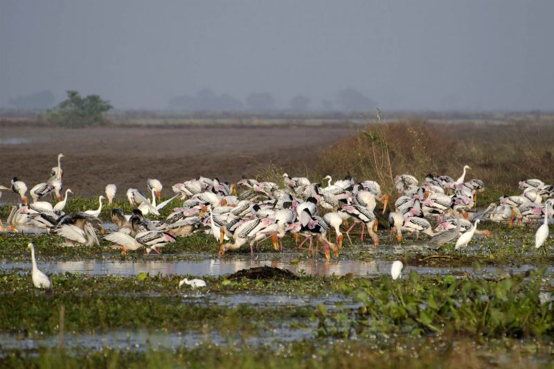 Cambodia Bird Guide Association