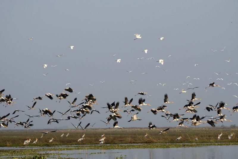 Cambodia Bird Guide Association